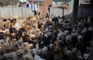 ����� ������� ������������ ����� � �����